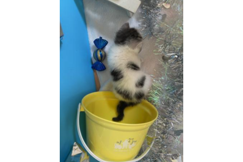 成約済の大阪府のスコティッシュフォールド-68345の2枚目